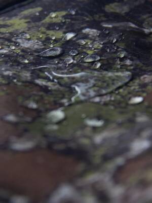 STAFU Guard Softshell Avcı Yeleği Bushman XLarge - 6